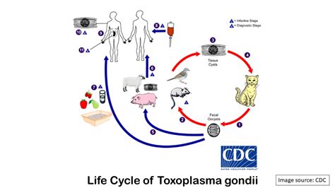 Toxoplasma gondii: Introduction, Classification, Morphology, Lifecycle, Path