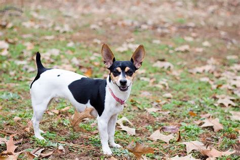 13 Rat Terrier Colors: Raturn Of The Color Wheel