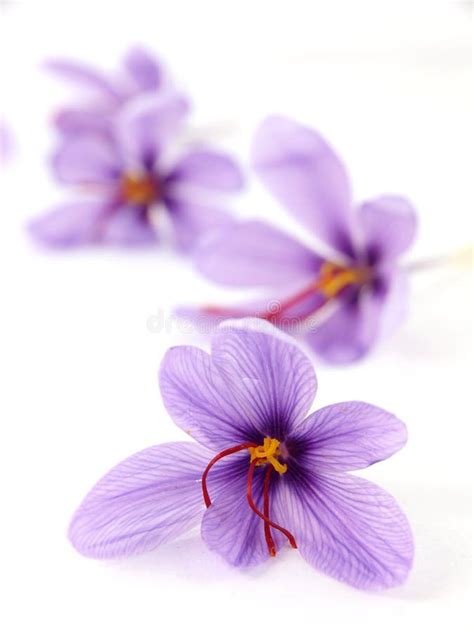 Saffron flowers stock image. Image of spice, agriculture - 16842905