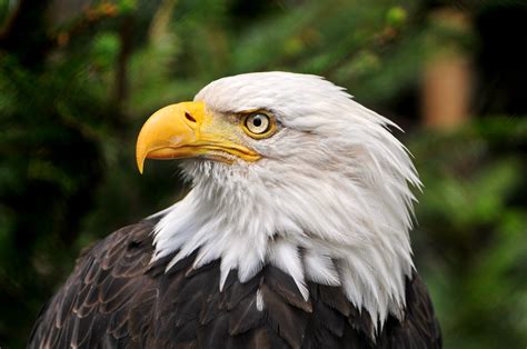 Close up photo of bald eagle, america HD wallpaper | Wallpaper Flare