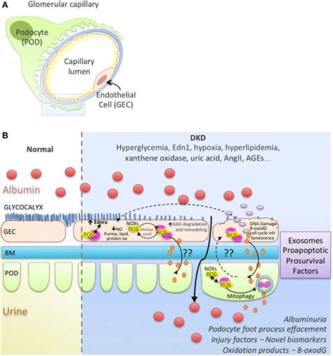 | Working model of endothelial cell-podocyte cross-talk in diabetic ...