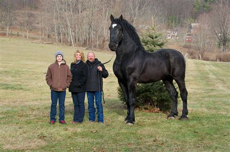 Cowboy Magic - Timeline Photos | Facebook | Percheron horses, Horses, Giant animals