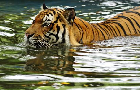 Tiger swimming in a river stock image. Image of east - 17621693