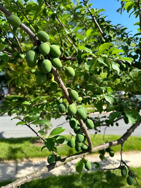 How to thin and prune green gage plum - General Fruit Growing - Growing ...