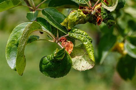 Apple tree diseases & common pests - Plantura