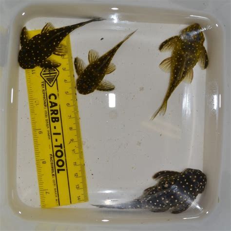 L201 Large Breeding pairs Snowball Pleco _SOLD - Boronia Aquarium Interactive Pages