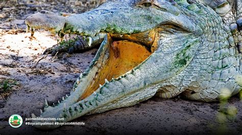 Orinoco Crocodile Crocodylus intermedius – Palm Oil Detectives