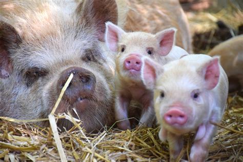 How many Kunekune pigs should you start off with? A breeding pair isn’t ...