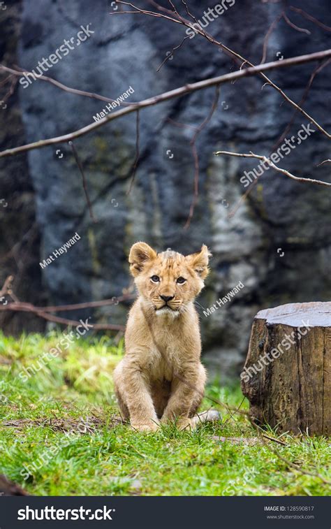 Cute Young Lion Cub Sitting Down Outside Stock Photo 128590817 : Shutterstock