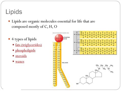 PPT - Intro to Organic Molecules & Lipids PowerPoint Presentation - ID:5963890