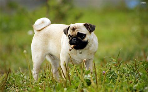 Pug Puppies Wallpapers - Wallpaper Cave