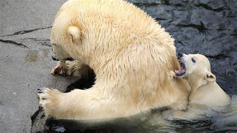 Bebé oso polar sale al aire libre por primera vez en el zoológico ...