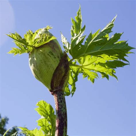 Giant Hogweed Treatment