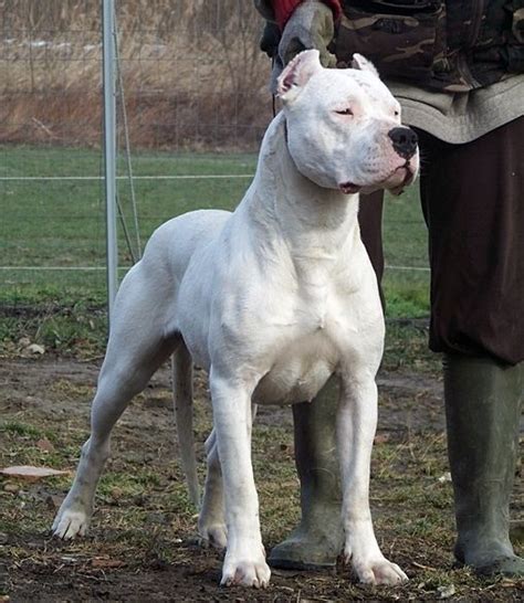 Dogo Argentino - Argentine Mastiff