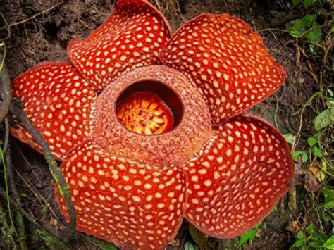 Rafflesia arnoldii - Corpse Flower | World of Flowering Plants