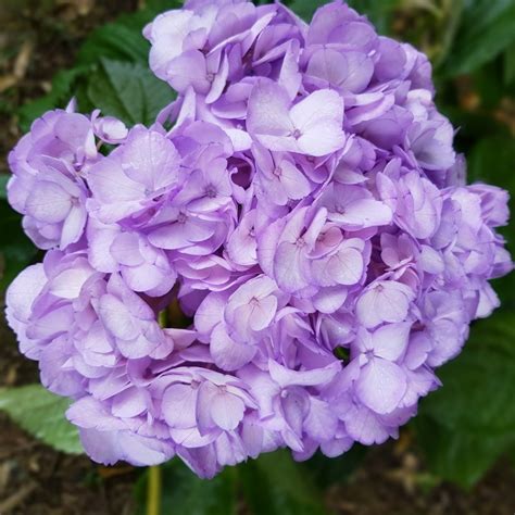 Light Purple Fresh Hydrangeas in a Box - Weddings-Birthdays-Gifts ...