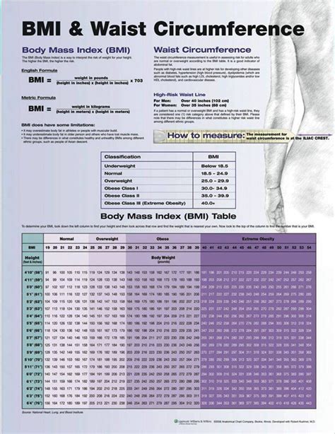 Anatomical Chart Company - BMI and Waist Circumference Laminated Chart