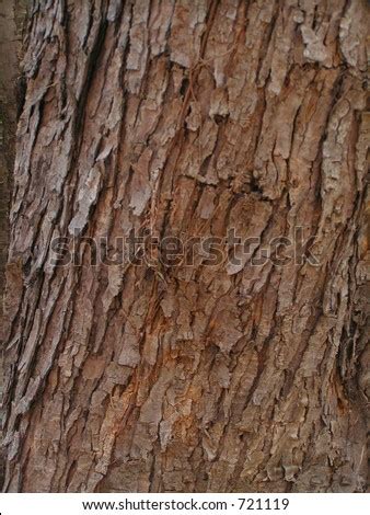 Silver Maple Tree Bark Stock Photo 721119 : Shutterstock