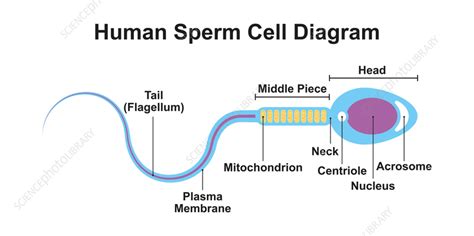 Human sperm cell diagram, illustration - Stock Image - F037/4442 - Science Photo Library