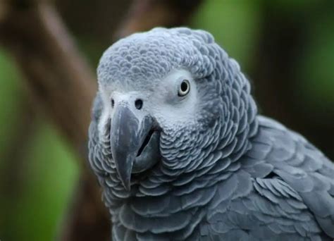 10 Common African Grey Parrot Health Issues