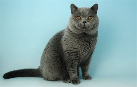 a British Blue kitten is integral to the purrfect home - curled up on the couch on lazing in the ...