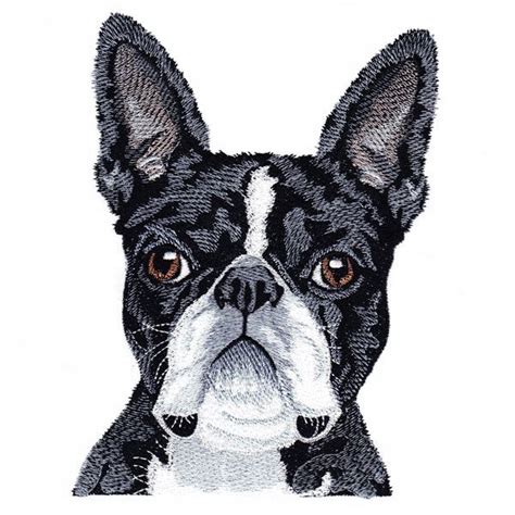 Boston Terrier (5x7) | Embroidery Delight | Your source for all embroidery designs, Applique ...