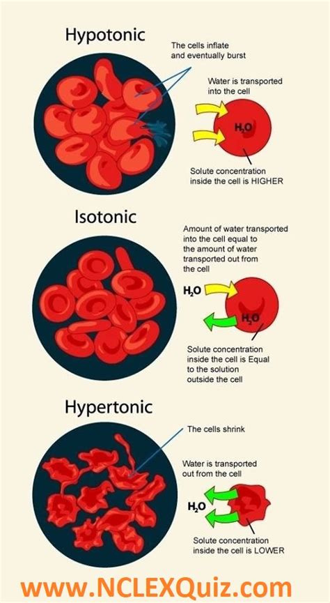 Red blood cells in hypertonic, isotonic, and hypotonic solutions ...