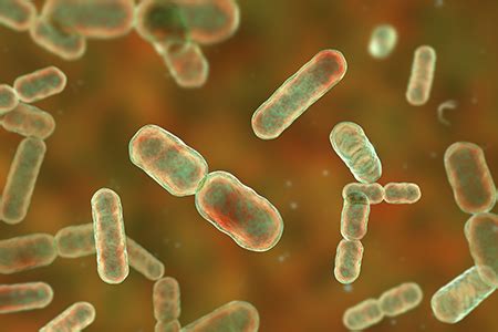 Anaerobic Bacteria Test Method in a Single-Use Bioreactor