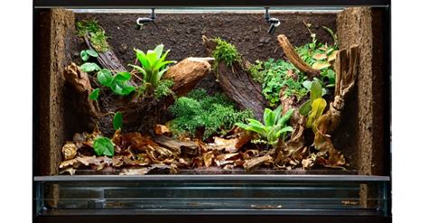 Crested Gecko Enclosures - A-Z Animals