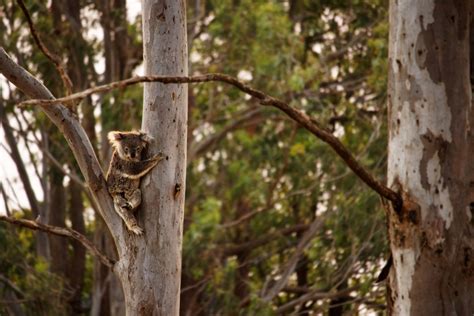 The story of Chunky and Junior - Friends of the Koala