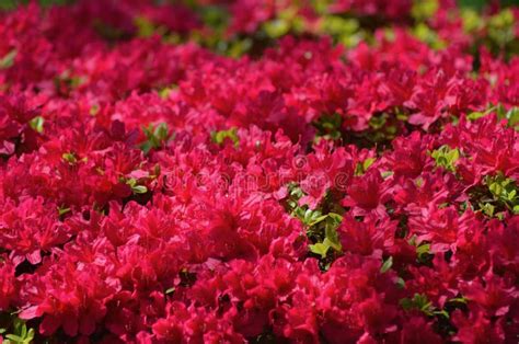 Azalea Bushes Covered with Dark Pink Flowers. Stock Image - Image of ...