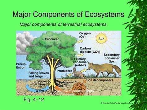 PPT - Chapter 4 Ecosystems: What Are They and How Do They Work ...