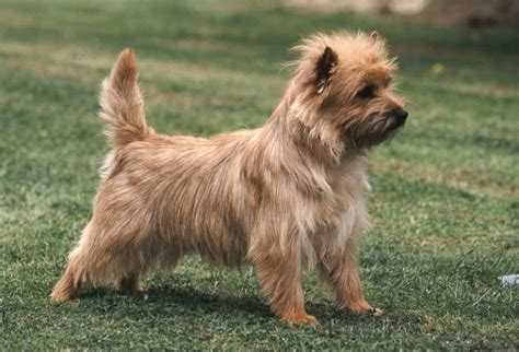 10 Best and Popular Cairn Terrier Mix Breeds 2023 - Canine HQ