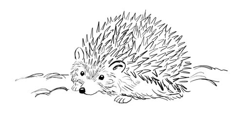 Draw a Hedgehog Step by Step | Art Starts