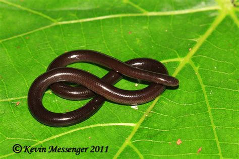 Brahminy Blind Snake (Rhamphotyphlops braminus) | Kevin Messenger | Flickr