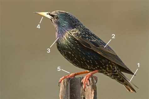 Identify a Breeding European Starling