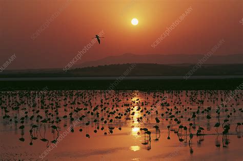 Greater flamingo flock - Stock Image - C049/5957 - Science Photo Library