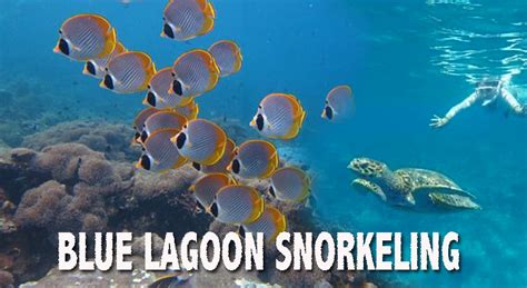 BLUE LAGOON SNORKELING - Bali Custom Tour || BOOK HERE