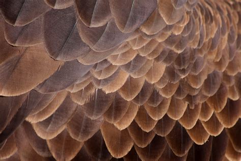 bald eagle feathers | Banham Zoo Banham, Norfolk, England, U… | Leo Reynolds | Flickr