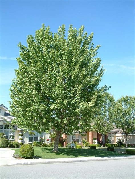 Fall Color Tree -- California Sycamore -- platanus racemosa | Landscape ...