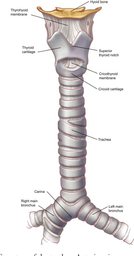 Tracheal Cartilage Diagram