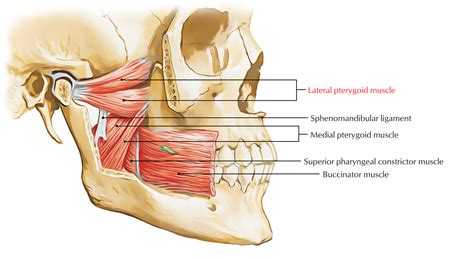 Lateral Pterygoid Muscle – Earth's Lab