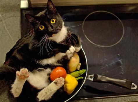 Is it kitty for dinner? | Funny Cat Pictures