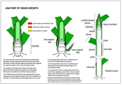 Grass structure One & Two