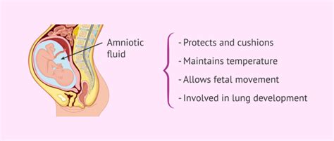 Functions of amniotic fluid