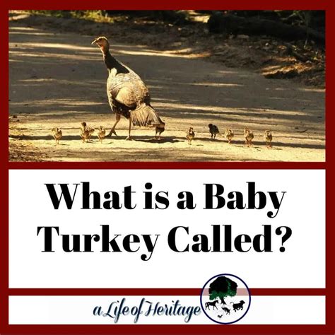 What is a Group of Turkeys Called? And History Behind Name