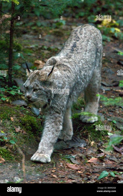 Canadian lynx Lynx canadensis one 1 Animal Animals Wilderness Wildlife ...