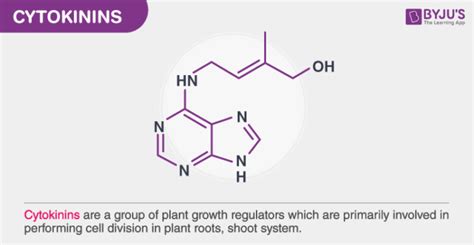 Plant Growth and Development - Important Notes for NEET Biology