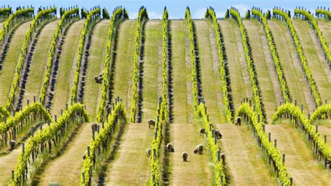 Style Guide: The World's Best Places for Growing Chardonnay | VinePair