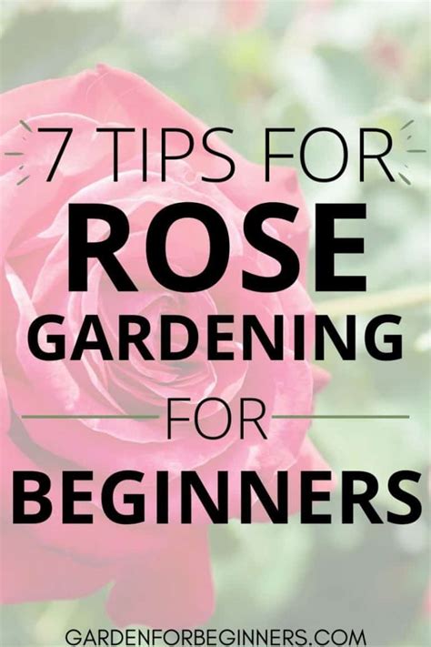 7 Tips for Successful Rose Gardening for Beginners - Garden for Beginners